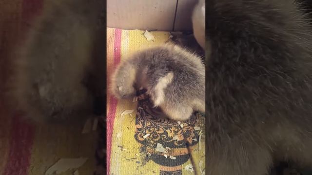 Гусятам 3 дня смотреть онлайн