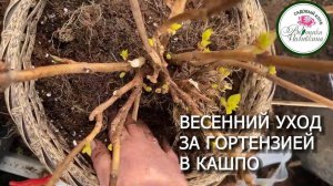 ВЕСЕННЕЕ ОБНОВЛЕНИЕ ГРУНТА В КАШПО