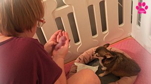 Надежды на хороший исход уже не остается... Все щенки недоношенные!