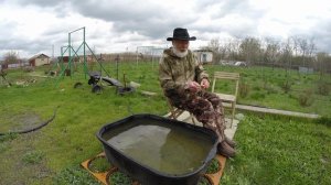 Ловим сома.Квок для Куликова Алексея. г. Пенза 2025 год. от Юрия Философа