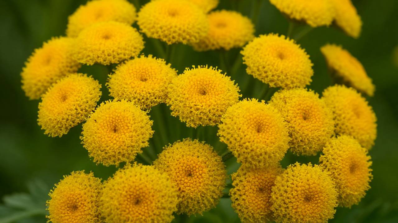 ПИЖМА ОБЫКНОВЕННАЯ .