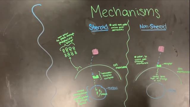 mechanisms for steroid and non-steroid hormones смотреть онлайн