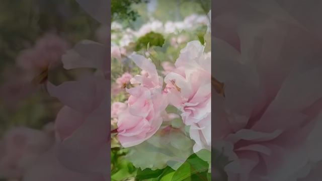 ЦВЕТОЧНЫЙ ВЗРЫВ! 🌸 Самые красивые цветы мира за 1 минуту! #цветы #красота #природа #эстетика #топ