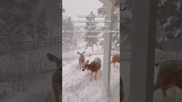 Какая польза от пыли? смотреть онлайн