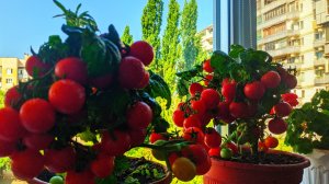 Выращивание томатов на подоконнике.