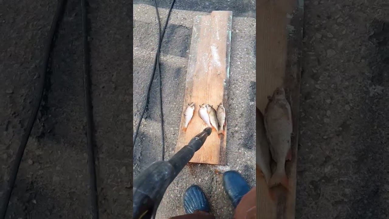 Как почистить окуня за несколько секунд