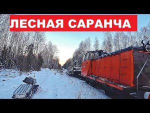 Третий день лесной стройки. Спутал все планы. Переброска лесной саранчи!