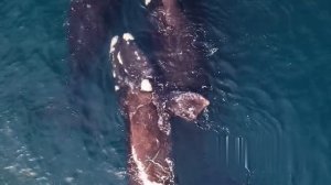 Морские гиганты Тайны жизни китов