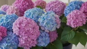 Гортензия комнатная - Уход за комнатными цветами