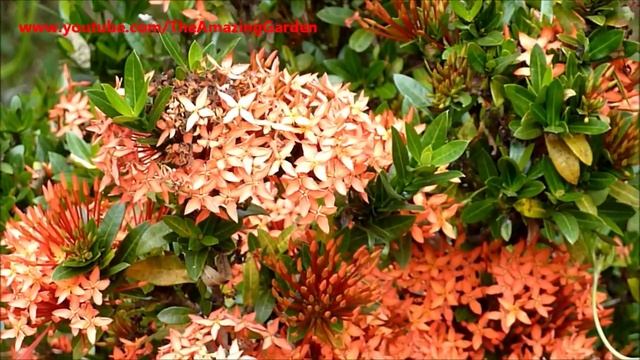 Ixora Flower - Red (Plant No.2) смотреть онлайн