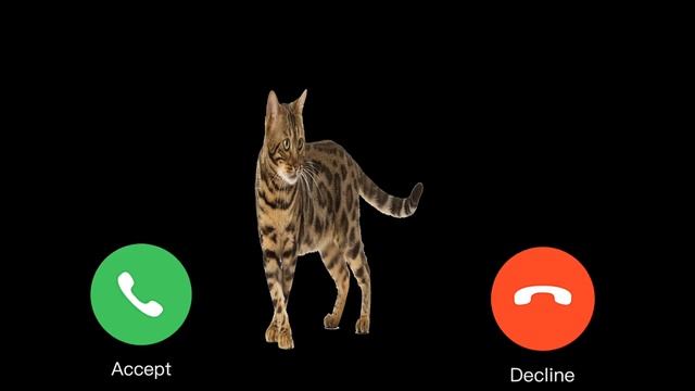CAT🙀 LEOPARD OR CAT🙀 APPLE NOTIFICATION 🍏🍎 13324 - IPHONE RINGTONE