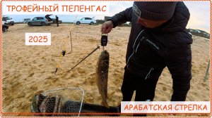 Рыбалка на пеленгаса 2025
