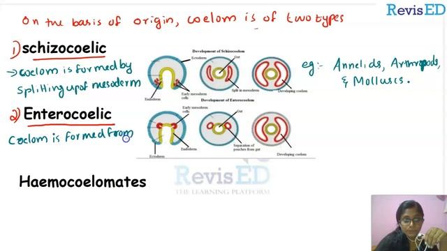 Animal Kingdom-Basis of classification(based on the body type cavity(coelom). смотреть онлайн