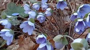 Цветут подснежники в лесу