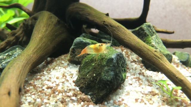 Crevettes Neocaridina davidi смотреть онлайн