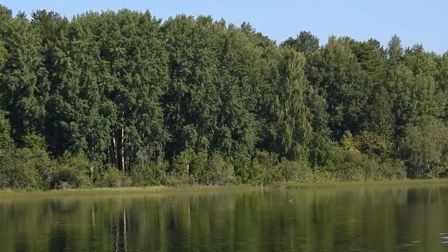 №3895 09 08 2023 Вороны, сороки у пруда смотреть онлайн