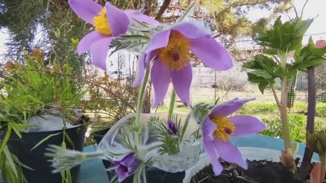 НОВИНКИ С ЦВЕТОЧНОГО РЫНКА. Прострел. Ясколка. Спирея. Пион. #прострел #ясколка #спирея #пион #сад смотреть онлайн