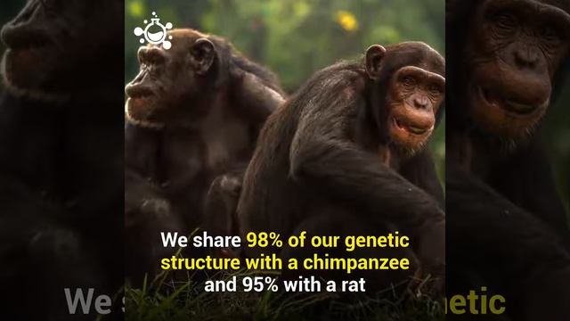 Interesting Facts About the Human Genome смотреть онлайн