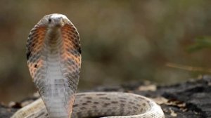 В мире рептилий Удивительные ящерицы и змеи