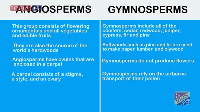 Angiosperms and gymnosperms - Logos Academy смотреть онлайн