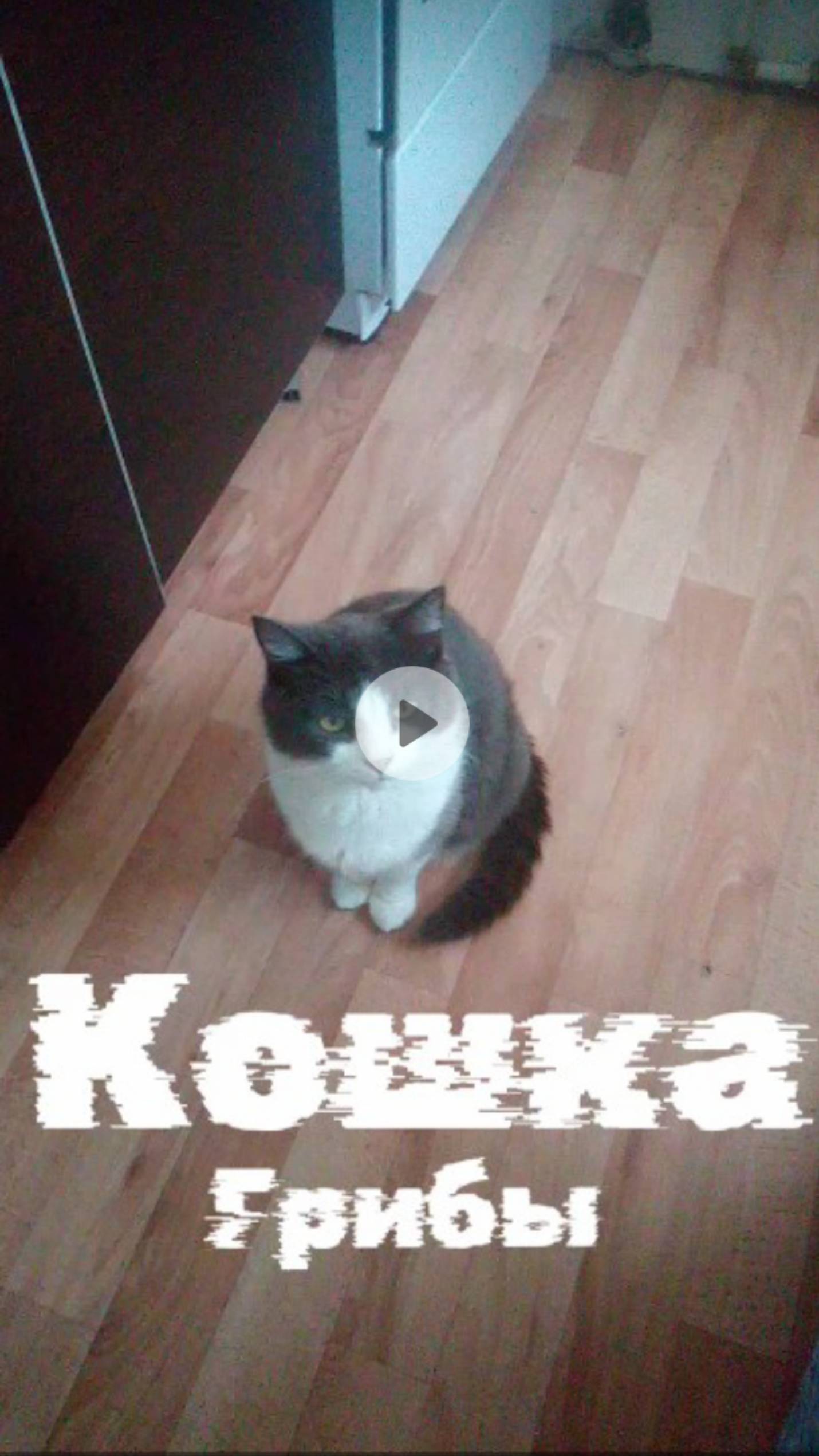 Деревенская еда не заходит кошке