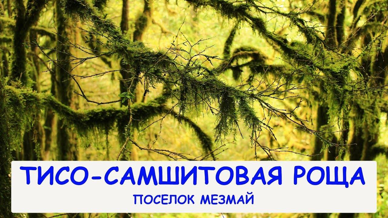 Тисо-самшитовая роща