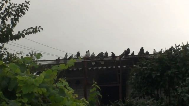 вот посетил сайт..... смотреть онлайн