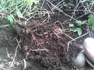 Поиск монет у старой мельницы.