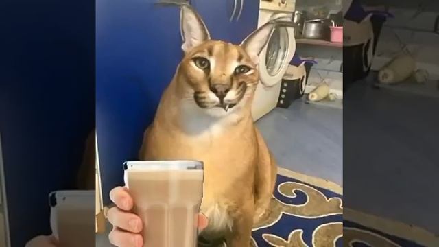 шлепа пукнул подливой😳 смотреть онлайн