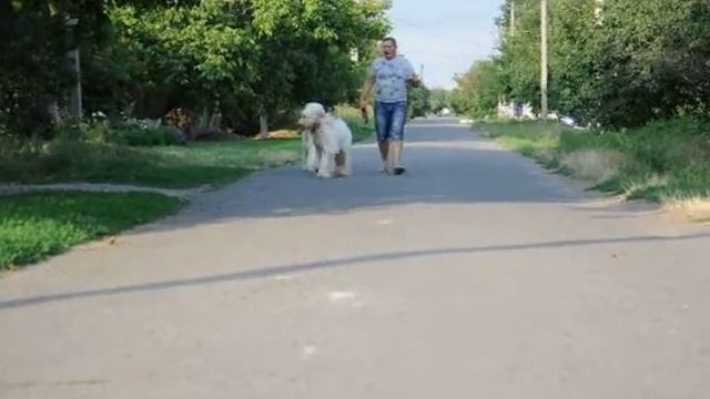 Dolce Dea Apriori- Kennel dogs(племенной питомник собак) смотреть онлайн
