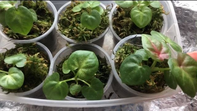 Каладиумы из семян