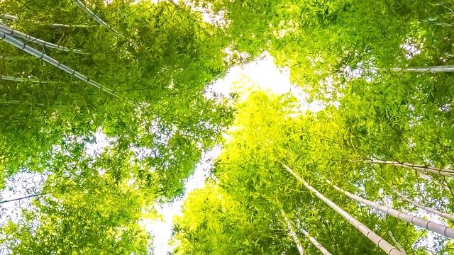 Дорогое мое дитя, Я имею индивидуальность. смотреть онлайн