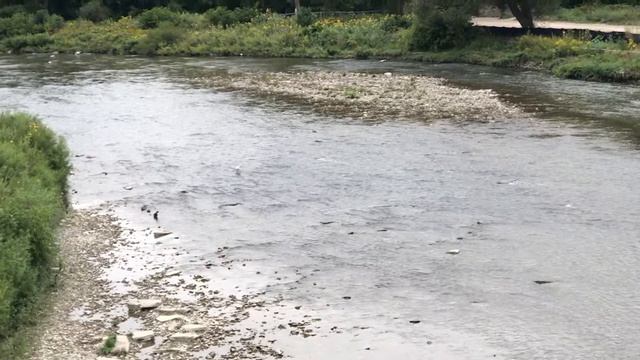 Нерест салмона был под вопросом .Таким было русло реки Хамбер до ливня,,, смотреть онлайн