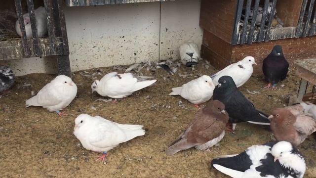 #Pigeons.Что такое порода голубей.