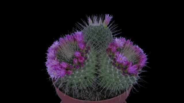 Blooming Cactus смотреть онлайн