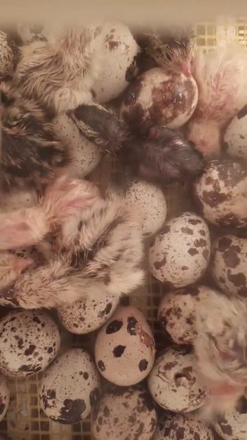 Начали выводиться перепелята 12.11.21 смотреть онлайн