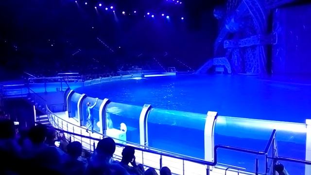 Москвариум 1 (белухи) смотреть онлайн