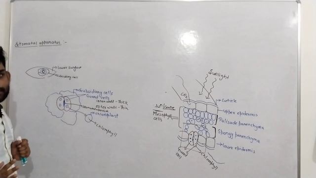Photosynthesis: Food For All - (1) - 10 ICSE смотреть онлайн