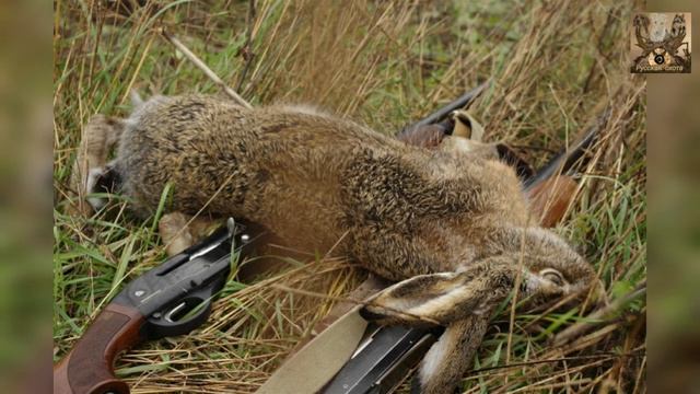 Требования к охоте на пушных животных