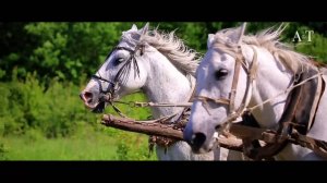 Хмельной Дракон - Песня Друзей ("Бременские музыканты")