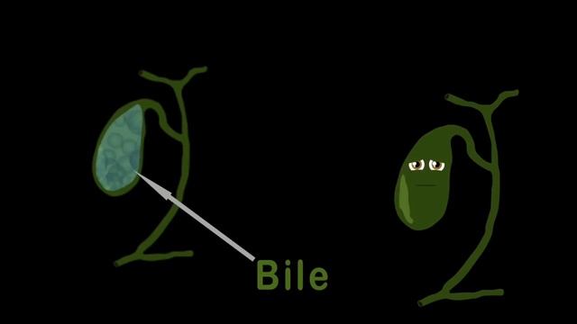 I Am Your Gallbladder! | KLT Anatomy смотреть онлайн