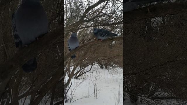 Два голубя на ветке смотреть онлайн