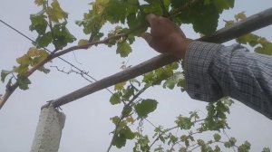 « Кетмон сопи « хусайни узуми.