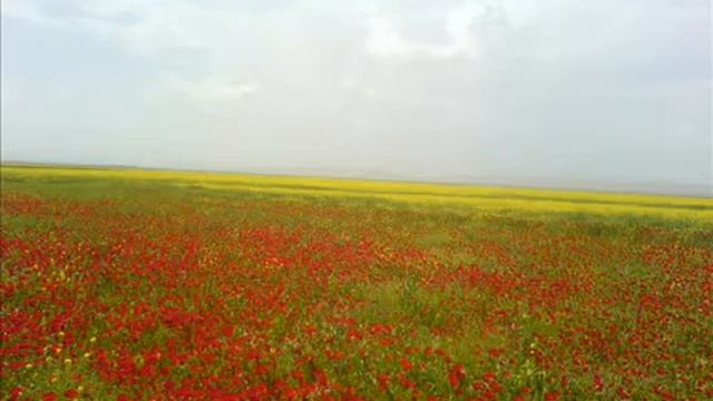 Мерани Дильнаре Делиль Резган Нури смотреть онлайн