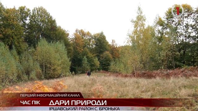 Дари природи: грибарі збирають останній врожай смотреть онлайн