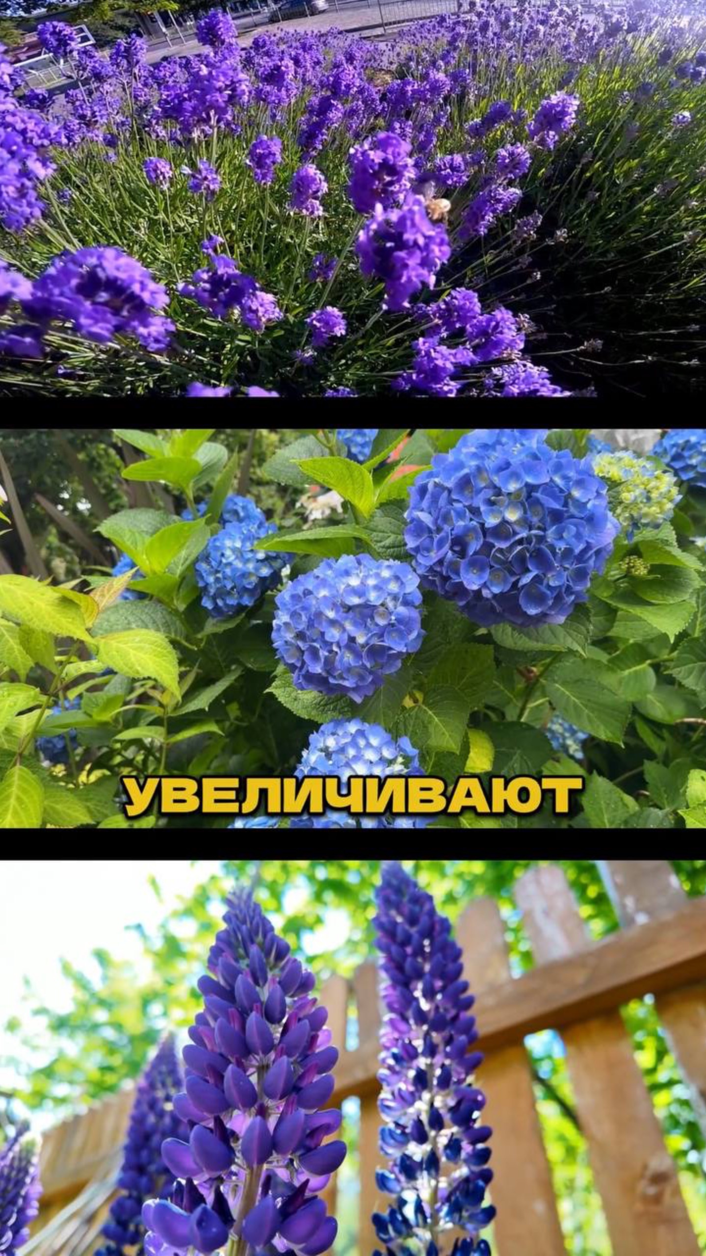 Ч.1🌿✨Этим Секретом Пользуются Все Ландшафтники смотреть онлайн