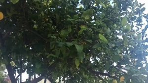 Club Hotel Meri 3*+ Обзор отеля в Олюдениз