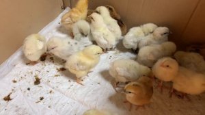Цыплятам 7 дней🐣🐥🐥как я кормлю цыплят_ бифидумбактерин цыплятам_ 3 апреля 2025 года
