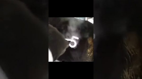 Таврирование КРС