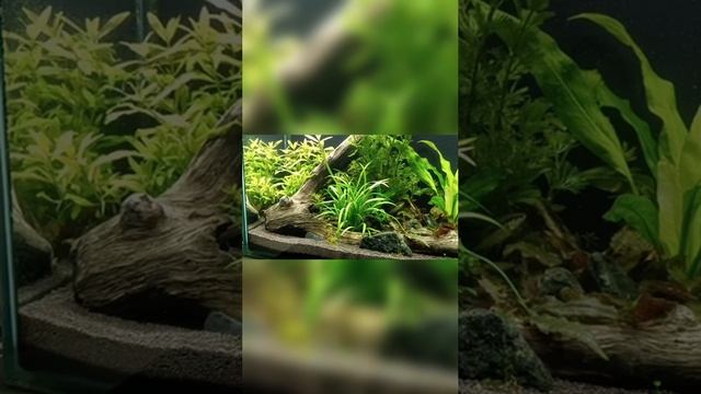 Аквариум смотреть онлайн